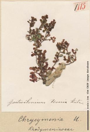 Botryocladia botryoides_115.jpg